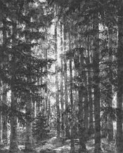 Komar Lustres Lapland Intisse Papier Peint 200x250cm 2 bandes | Yourdecoration.fr