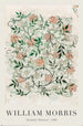 Affiche Poster William Morris Jasmine In Progress 61x91 5cm PP2400692 | Yourdecoration.fr