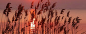 Dimex Reed on Lake Papier Peint 375x150cm 5 bandes | Yourdecoration.fr