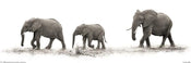 Pyramid Mario Moreno The Elephants Affiche 91,5x30,5cm | Yourdecoration.fr