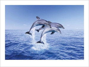 Pyramid Dolphin Trio affiche art 30x40cm | Yourdecoration.fr