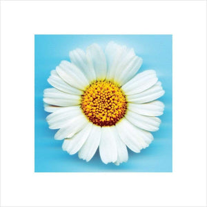 Pyramid Big Daisy affiche art 40x40cm | Yourdecoration.fr