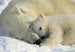 Komar Polar Bears Papier Peint 184x127cm | Yourdecoration.fr