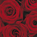 Komar Roses Papier Peint 194x270cm | Yourdecoration.fr