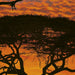 Komar African Sunset Papier Peint National Geographic 194x270cm | Yourdecoration.fr