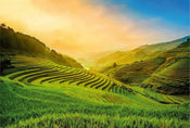 Wizard+Genius Terraced Rice Field In Vietnam Papier Peint Intissé 384x260cm 8 bandes | Yourdecoration.fr