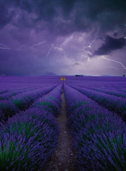 Wizard+Genius Field Of Lavender Papier Peint Intissé 192x260cm 4 bandes | Yourdecoration.fr