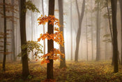 Wizard+Genius Foggy Autumn Forrest Papier Peint Intissé 384x260cm 8 bandes | Yourdecoration.fr