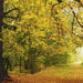 Komar Autumn Forest Papier Peint 388x270cm | Yourdecoration.fr