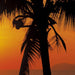 Komar Palmy Beach Sunrise Papier Peint 368x254cm | Yourdecoration.fr