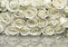 Komar A la Rose Papier Peint 368x254cm | Yourdecoration.fr