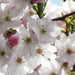 Komar Spring Papier Peint National Geographic 368x254cm | Yourdecoration.fr