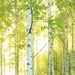 Komar Sunday Papier Peint National Geographic 368x254cm | Yourdecoration.fr