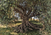 Komar Olive Tree Papier Peint National Geographic 368x254cm 8-pièces