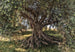 Komar Olive Tree Papier Peint National Geographic 368x254cm | Yourdecoration.fr