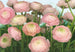 Komar Gentle Rose Papier Peint 368x254cm | Yourdecoration.fr