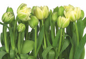 Komar Tulips Papier Peint 368x254cm | Yourdecoration.fr