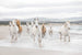 Komar White Horses Papier Peint 368x254cm | Yourdecoration.fr