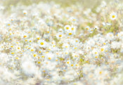 Komar Daisies Papier Peint 368x254cm | Yourdecoration.fr