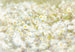 Komar Daisies Papier Peint 368x254cm | Yourdecoration.fr