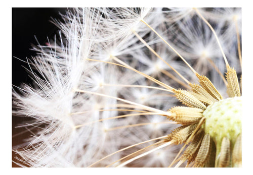 Papier Peint - Fluffy Dandelion - Intissé