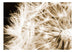 Papier Peint - Dandelion Sepia - Intissé