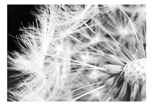 Papier Peint - Black and White Dandelion - Intissé