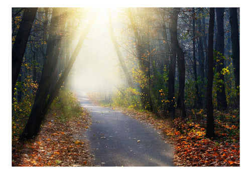 Papier Peint - Road Through the Forest - Intissé