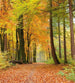 Dimex Autumn Forest Papier Peint 225x250cm 3 bandes | Yourdecoration.fr