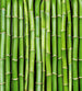 Dimex Bamboo Papier Peint 225x250cm 3 bandes | Yourdecoration.fr