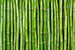 Dimex Bamboo Papier Peint 375x250cm 5 bandes | Yourdecoration.fr