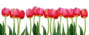 Dimex Bed of Tulips Papier Peint 375x150cm 5 bandes | Yourdecoration.fr