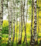 Dimex Birch Forest Papier Peint 225x250cm 3 bandes | Yourdecoration.fr