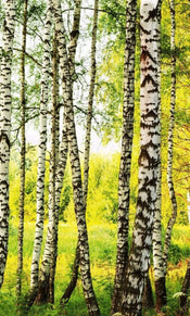 Dimex Birch Path Papier Peint 150x250cm 2 bandes | Yourdecoration.fr