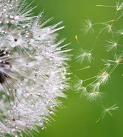 Dimex Blowing Dandelion Papier Peint 225x250cm 3 bandes | Yourdecoration.fr