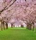 Dimex Cherry Trees Papier Peint 225x250cm 3 bandes | Yourdecoration.fr