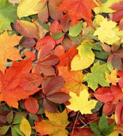 Dimex Colourful Leaves Papier Peint 225x250cm 3 bandes | Yourdecoration.fr