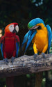 Dimex Colourful Macaw Papier Peint 150x250cm 2 bandes | Yourdecoration.fr