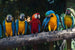 Dimex Colourful Macaw Papier Peint 375x250cm 5 bandes | Yourdecoration.fr