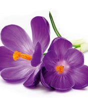 Dimex Crocus Papier Peint 225x250cm 3 bandes | Yourdecoration.fr