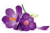 Dimex Crocus Papier Peint 375x250cm 5 bandes | Yourdecoration.fr