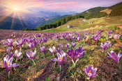 Dimex Crocuses at Spring Papier Peint 375x250cm 5 bandes | Yourdecoration.fr