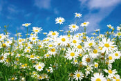 Dimex Daisies Papier Peint 375x250cm 5 bandes | Yourdecoration.fr