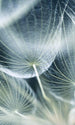 Dimex Dandelion Macro Papier Peint 150x250cm 2 bandes | Yourdecoration.fr