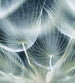 Dimex Dandelion Macro Papier Peint 225x250cm 3 bandes | Yourdecoration.fr