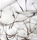 Dimex Dandelion Seeds Papier Peint 225x250cm 3 bandes | Yourdecoration.fr