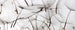 Dimex Dandelion Seeds Papier Peint 375x150cm 5 bandes | Yourdecoration.fr