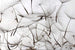 Dimex Dandelion Seeds Papier Peint 375x250cm 5 bandes | Yourdecoration.fr