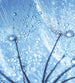 Dimex Dandelion Water Drops Papier Peint 225x250cm 3 bandes | Yourdecoration.fr