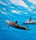 Dimex Dolphins Papier Peint 225x250cm 3 bandes | Yourdecoration.fr